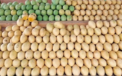 <p><strong>MANGO FEST</strong>. Sweet mangoes from Guimaras are on display in the ongoing agri-trade fair of the Manggahan Festival at the provincial capitol ground in the municipality of Jordan. Apart from sweet mangoes, the province also produces skilled laborers in mango wrapping, trainers and experts that are in demand in other mango-producing provinces in the country. <em>(PNA photo by Perla G. Lena)</em></p>