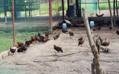 Gov't native chicken project targets 200 raisers in NegOr