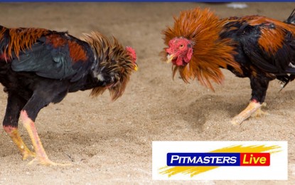 <p>Online cockfighting operations or e-sabong<em> (PNA file photo)</em></p>