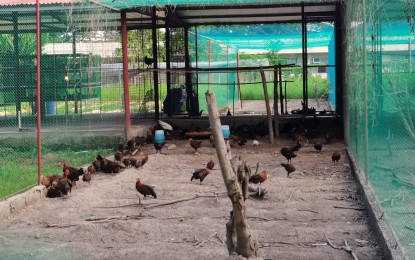 <p><strong>POULTRY RAISING.</strong> Darag native chickens are being raised at the Silliman Farm in Dumaguete City, Negros Oriental for livelihood distribution. The Bureau of Animal Industry in the province said on Tuesday (May 31, 2022) that local chicken raisers cannot ship out their products in the absence of a laboratory that will do tests to prevent the spread of bird flu. <em>(PNA file photo by Judy Flores Partlow)</em></p>