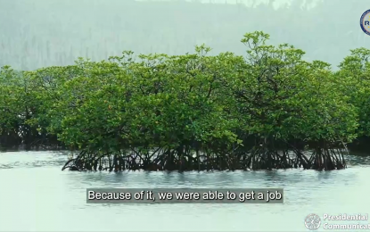 <p><strong>MANGROVES</strong>. The Environment department shows a video of mangrove seedlings in Siargao Islands during a presentation on Monday (May 30, 2022). The administration helps local communities through the Enhanced National Greening Program, one of Duterte legacies, with around 387.83 million mangrove seedlings planted from 2007 to 2011 in the island province. <em>(Screengrab)</em></p>