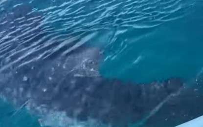 <p><strong>GENTLE GIANT</strong>. One of the two whale sharks is seen swimming off Barangay Punta Engaño, Lapu-Lapu City on Saturday (June 4, 2022). Mayor Junard Chan on Monday pledged to protect this species of huge, slow-moving fish locally called "butanding". <em>(Screengrab from Ricky Blesario's Facebook video)</em></p>