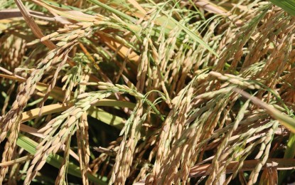 <p><strong>PALAY PRODUCTION</strong>. Central Luzon, the country’s rice granary, remains the top producer of palay in the country in the first quarter of 2022. The region produced 772,855 metric tons of palay, contributing 17 percent to the country’s output. <em>(File photo courtesy of DA-3)</em></p>