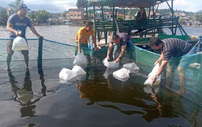 <p><strong>BANGUS FINGERLINGS</strong>. Fisherfolk in Barangay Pag-asa, Olongapo City release 12,000 'bangus' fingerlings which were provided by the Bureau of Fisheries and Aquatic Resources-Central Luzon (BFAR-3). Last year, BFAR-3 awarded 10,800 bangus fingerlings to the fisherfolk association in the village as part of the agency's efforts to boost the fish industry in the region. <em>(Photo courtesy of Olongapo City Agriculture Office)</em></p>