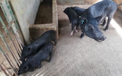 <p><strong>SWINE REPOPULATION</strong>. Black pigs are raised by the Department of Agriculture at an animal breeding center in Baguio City in this file photo from the first quarter of 2022. The pigs will be used in the agency's pig dispersal program. <em>(PNA photo by Liza T. Agoot)</em></p>