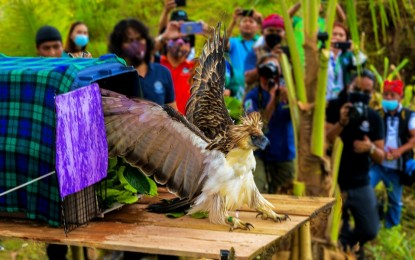 <p><strong>EAGLE FLIES FREE.</strong> The Philippine Eagle “Sarangani” is finally back home at Mt. Busa, a local conservation area in Barangay Upo, Maitum, Sarangani, Monday (June 13, 2022). The bird was freed after 18 months of recuperating at the Philippine Eagle Center in Davao City. <em>(Photo courtesy Maitum LGU)</em></p>