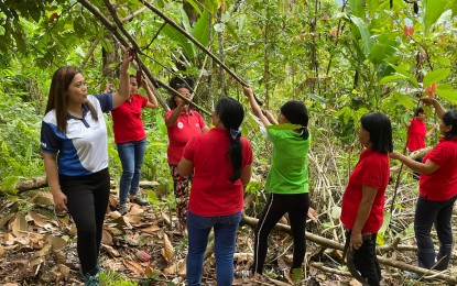 <p><strong>REJUVENATION</strong>. Members of the Puhagan Farmers' Associaton in Valencia, Negros Oriental, are now training on the rejuvenation of cacao trees for better yield as a new market emerges. The Mt. Talinis Dark Chocolate is now being promoted as the "One Town, One Product" of Valencia, with the manufacturers providing fresh opportunities for cacao growers. <em>(Photo courtesy of EDC Negros Oriental)</em></p>