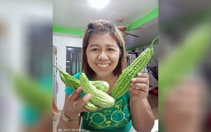 <p><strong>GARDEN-TO-TABLE FOOD</strong>. Jeddalyn Gaces, a public school teacher and a mom, smiles as she takes a picture of the bittermelon harvested from their 15-square-meter backyard garden, in this undated photo in Cavite. She encouraged other families to try urban farming, supporting the call of the Agriculture Department, considering the increasing market prices of food. (<em>Photo courtesy: Jeddalyn Gaces)</em></p>
<p><em> </em></p>