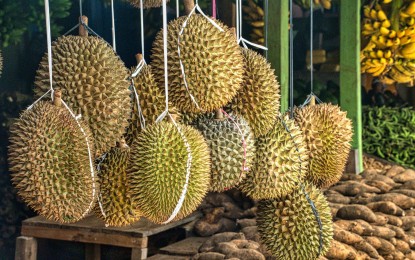 <p><strong>DURIAN EXPORTS.</strong> Philippine durian smells of good opportunities in the Chinese market. However, supply constraints limit Philippine durian farmers to maximize their potential in the world's largest consumer market, the Department of Trade and Industry officials said on Tuesday (Sept. 19, 2023).<em> (PNA file photo)</em></p>