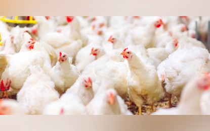 <p><strong>LEADING CHICKEN PRODUCER</strong>. Central Luzon is the country's leading chicken producer during the first quarter of the year, the latest data from the Philippine Statistics Authority (PSA) shows. The region’s total chicken production from January to March 2022 was estimated at 167.63 thousand metric tons, live weight, contributing 36.8 percent of the country’s total chicken output. <em>(PNA file photo)</em></p>