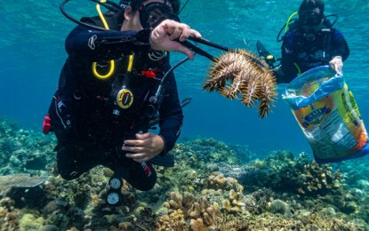 <p><strong>PLUCKING THE THREAT.</strong> Sea divers in Sarangani province pull Crown of Thorns (COTS) starfish from the coral reefs of Sarangani Bay due to their rapid population growth. The Sarangani Bay Protected Seascape Office on Friday (June 17, 2022) warned that if not controlled, the COTS could destroy the marine life balance along the shores of the province.<em> (Photo courtesy of SBPSO)</em></p>