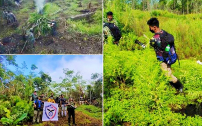 <p><strong>BIG HAUL.</strong> Police officers destroy more than PHP5 million worth of marijuana hills in the mountains of Maguing, Lanao del Sur, Sunday (June 19, 2022). The plantation cultivators, led by a certain Kumander Lomala Pangampong, managed to escape before the raiding team arrived in the area. <em>(Photo courtesy of Lanao del Sur PPO)</em></p>