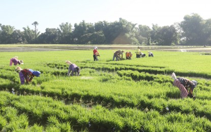 <p>Rice field in Nueva Ecija <em>(PNA photo by Oliver Marquez)</em></p>