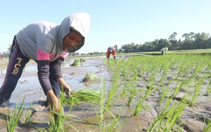 <p><strong>RICE PLANTING.</strong> A teenage girl helps her parents plant rice seedlings at Poblacion II in Peñaranda, Nueva Ecija on June 22, 2022. President Ferdinand Marcos Jr. said ensuring that farmers have a sustainable livelihood would motivate others to pursue the field of agriculture. <em>(PNA photo by Oliver F. Marquez)</em></p>