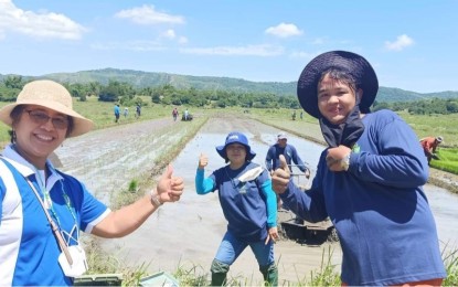 Ilocos Norte farms to sow 'golden rice' soon