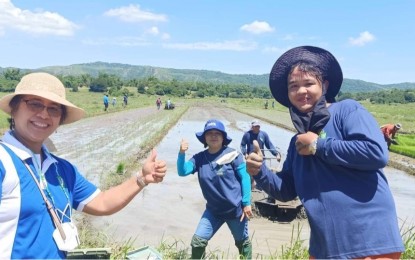 <p><strong>GOLDEN RICE</strong>. A representative from Philippine Rice Research Institute monitors the initial planting of golden rice in Ilocos Norte in this undated photo. In partnership with local farmers and certified seed growers, the Ilocos Norte government and other inter-government agencies here are spearheading the planting of golden rice in various parts of the province this wet season. <em>(Contributed photo)</em></p>