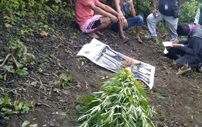 <p><strong>PULLED OUT</strong>. Joint police operatives arrest two suspects in a marijuana plantation in Sitio Handalago in Barangay Nataban, San Carlos City, Negros Occidental on Friday (June 24, 2022). The team uprooted 57 fully grown marijuana plants during the operation. <em>(Photo courtesy of NegOcc-San Carlos Component City Police Station)</em></p>