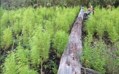 <p>Marijuana plantation in Tinglayan, Kalinga <em>(Courtesy of PROCor-PIO)</em></p>