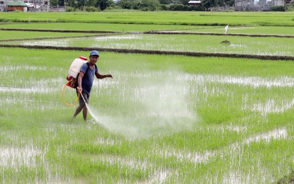 <p>A farmer in Nueva Ecija<em> (PNA photo by Oliver Marquez)</em></p>