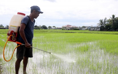 <p><strong>BOOSTING FARM OUTPUT</strong>. A rice farmer spraying his crops with pesticides in this undated photo. Two ranking government officials on Monday (Nov. 20, 2023) said a focused application of research and development efforts can yield environment-friendly pesticides and fertilizers that can boost the production of the country's farmers. <em>(PNA file photo)</em></p>