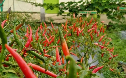 <p><strong>FARM SCHOOL.</strong> Red peppers are grown by learners at the Antique Integrated Farm School in Barangay Aningalan, San Remigio in this undated photo. Department of Education Schools Division of Antique Superintendent Felisa Beriong said on Friday (July 1, 2022) that she is looking forward to the support of President Ferdinand Marcos Jr. and incoming DepEd Secretary, Vice President Sara Duterte, for the farm school.<em> (Photo courtesy of San Remigio LGU)</em></p>