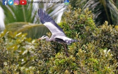 <p><strong>NATURAL HABITAT</strong>. A grey heron takes flight on a mangrove forest along Carigara Bay in Leyte in this undated photo. This town’s wide forest will be greener after an agreement among the government, private groups, and the academe strengthening the advocacy. <em>(Photo courtesy of DENR Region 8)</em></p>