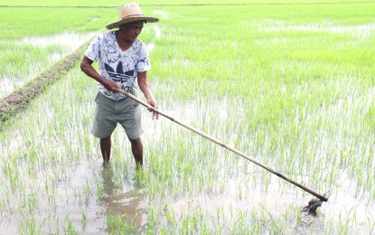 <p><strong>NEXTGEN RICE BREEDS</strong>. A farmer tends his rice farm in this undated photo. The Department of Agriculture said Thursday (Sept. 5, 2024) that they are testing the NextGen rice varieties in four provinces of Central Visayas. <em>(PNA file photo)</em></p>