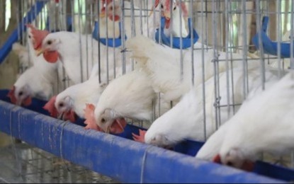 DA bans live poultry, products from Belgium, France
