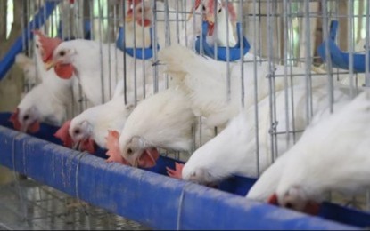 <p><strong>LOW PRODUCTION</strong>. Ilocos Norte provincial veterinarian says on Wednesday (July 6. 2022) that the low supply of and high demand for chickens are triggering a surge in poultry prices in the market. A whole dressed chicken is currently priced PHP220 a kilo. <em>(PNA file photo)</em></p>