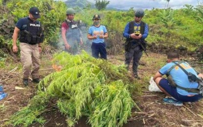 <p><strong>MARIJUANA HAUL.</strong> Members of the Lanao del Sur police office set on fire marijuana plants seized by operatives in the hinterlands of Tugaya town  in Lanao del Sur province on Tuesday (July 5, 2022). The marijuana plants have an estimated market value of PHP800,000.<em> (Photo courtesy of Lanao Sur PPO)</em></p>