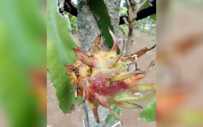 <p><strong>PEST-INFESTED</strong>. A dragon fruit is infected by a pest in Ilocos Norte in this undated photo. Dragon fruit growers in the province are seeking help from the government to mitigate the problem. <em>(Photo courtesy of Mildred Dacuycuy)</em></p>
