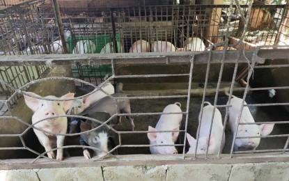 <p><strong>SENTINEL PIGLETS</strong>. Biosecurity measures against the African swine fever are strictly implemented in this pig farm in Barangay Baay, Batac City in Ilocos Norte. Provincial veterinarian Loida Valenzuela said Tuesday (July 12, 2022) that most farms are now ready to host sentinel piglets. <em>(Contributed)</em></p>