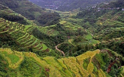 <p><strong>FOR SAFETY</strong>. The Department of Tourism (DOT) reminds tourists to take extra precautions when visiting the various destinations in Banaue, Ifugao, in an advisory on Wednesday (July 13, 2022). The DOT said the local government lifted the suspension of tourism activities following the flash flood last July 7. <em>(PNA file photo by Liza T. Agoot)</em></p>
