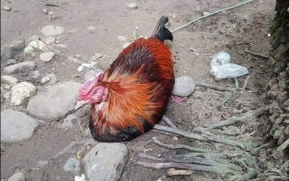 <p><strong>BIRD FLU TESTING</strong>. Live chickens, including roosters for gaming as shown in this undated photo, require a negative test result for avian influenza before being allowed to travel outside of Negros Oriental. The province so far remains free from bird flu. <em>(PNA file photo by Judy Flores Partlow)</em></p>