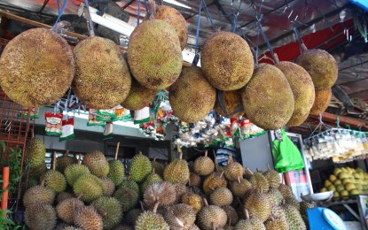 <p>Durian and marang fruits<em> (PNA photo by Robinson Niñal Jr.)</em></p>