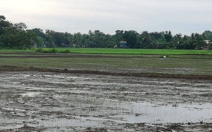 <p><strong>FARM INPUT SUPPORT</strong>. A rice field in the municipality of Sibalom, considered the rice granary of Antique. Sonie Guanco of the Department of Agriculture 6 (Western Visayas) said on Friday (July 22, 2022) that 17,044 farmers in the province would be receiving fertilizer discount vouchers. <em>(PNA photo by Annabel Consuelo J. Petinglay)</em></p>