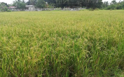 <p><strong>HIGHER PRODUCTION</strong>. A palay farm in Iloilo in this undated photo. The Department of Agriculture in Western Visayas is looking forward to boosting its rice production this year through the catch-up plan of the national government, which includes the provision of fertilizer vouchers to qualified farmers. <em>(PNA file photo by PGLena)</em></p>