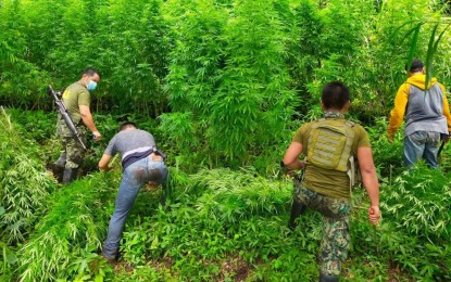 <p><strong>ERADICATION</strong>. Government anti-illegal drugs operatives uproot marijuana plants discovered in Bakun, Benguet during an eradication operation on Wednesday (July 20, 2022). Capt. Marnie Abellanida, Police Regional Office Cordillera information officer, urged the public to continue helping the government by providing relevant information about drug sellers, users, and transporters. <em>(PNA photo courtesy of PROCor PIO)</em></p>