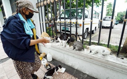 <p><strong>STRAY FEEDING.</strong> Erlinda de la Cruz, 69, feeds stray cats at the corner of Tayuman and Katamanan Streets in Tondo, Manila on Thursday (July 21, 2022). Together with her daughter, they rescue and feed stray, injured, and sick dogs and cats. <em>(PNA photo by Ben Briones)</em></p>