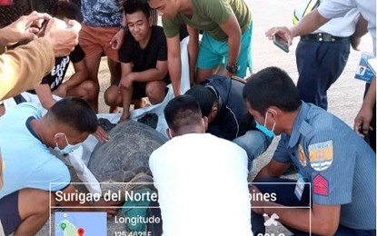 <p><strong>TRAPPED SEA TURTLE</strong>. A green sea turtle trapped by a fisherman’s net Wednesday (July 27, 2022) in Barangay Sabang, Surigao City, is released back to sea on the same day by the Surigao del Norte Maritime Police Station (SDN-MARPSTA). Police say the sea creature was immediately freed after determining that it was in good condition. <em>(Photo courtesy of SDN-MARPSTA)</em></p>