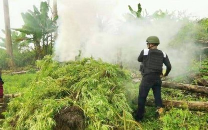 <p><strong>DESTROYED.</strong> Part of the PHP12 million worth of marijuana plants uprooted in Maguing, Lanao del Sur are set ablaze by the police and Army raiding team on Friday (July 29, 2022). Five assorted firearms left behind by the marijuana cultivators were also seized by the operating troops.<em> (Photo from Lanao del Sur PPO)</em></p>