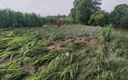 <p><strong>CORN DAMAGE</strong>. An estimated 177 metric tons of ready-to-harvest corn crops were destroyed in a flash flood in barangays Tuga and Lanna, Tabuk City, Kalinga late Saturday afternoon (July 30, 2022). Danilo Daguio, regional technical director for field operations of the Department of Agriculture in the Cordillera Administrative Region, said on Monday the agency is now ready to release yellow hybrid corn seedlings to assist the affected farmers. <em>(PNA photo courtesy of Danilo Daguio)</em></p>