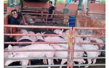 <p><strong>NEGROS SWINE</strong>. Hogs sold at a local auction market in Negros Occidental on July 28, 2022. Free of African swine fever, the province has been supplying 8,000 to 12,000 heads of hogs to other provinces monthly, the Provincial Veterinary Office said on Tuesday (August 2).<br /><em>(Photo courtesy of Provincial Veterinary Office-Negros Occidental)</em></p>
