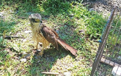 <p><strong>SAFE AND SOUND.</strong> The rare and young crested serpent eagle (Spilornis cheela) took a final look at her cage shortly after its release back to the wild in Kiamba, Sarangani province on Wednesday (Aug. 3, 2022). The endangered species was rescued and turned over to environment officials by Herly Chavez, a resident in the area.<em> (Photo courtesy of Aileen Tenio/CENRO-Kiamba)</em></p>