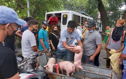 <p><strong>AID FOR HOG RAISERS</strong>. The Department of Agriculture-Central Luzon has started distributing sentinel piglets in areas that were hit by African swine fever (ASF) in Pampanga province. Agripina Tuazon, Agriculturist II of the DA’s Livestock Program, said on Thursday (Aug. 3, 2022) the distribution is geared toward swine repopulation.<em> (Photo courtesy of the Department of Agriculture-Region 3)</em></p>