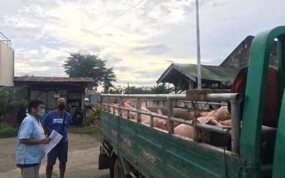 <p><strong>BORDER WATCH.</strong> A personnel of the Office of the City Veterinarian checks the transport permit of live pigs at the Barangay Licomo border in Zamboanga City in this undated photo. African swine fever cases have spread to 27 villages as of Friday (Aug. 12, 2022). <em>(OCVet photo)</em></p>