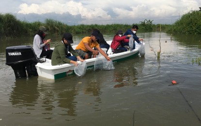 <p><strong>FINGERLINGS DISPERSAL</strong>. Personnel of the Bureau of Fisheries and Aquatic Resources in Central Luzon release over 80,000 tilapia fingerlings in Almacen River in Hermosa town, Bataan province on Monday (Aug. 15, 2022). The activity is part of continuing efforts to revitalize the aquaculture industry through the Balik Sigla sa Ilog at Lawa (BASIL) program.<em> (Photo courtesy of BFAR Central Luzon)</em></p>