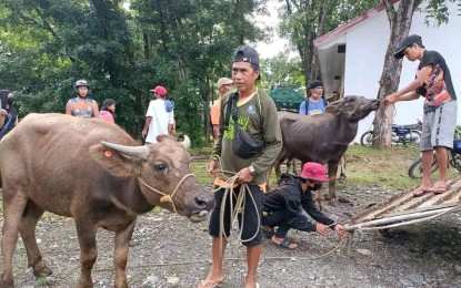 <p><strong>DISPERSAL</strong>. A farmer from San Remigio town in Antique province receives a caracow from the Department of Agriculture regional office through its dispersal program on June 9, 2022. As of Wednesday (Aug. 17), a total of 70 caracows were dispersed to farmer-beneficiaries in San Remigio and Valderrama towns.<em> (Photo courtesy of Agricultural Program Coordinating Office Antique)</em></p>