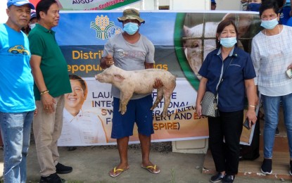 <p><strong>SENTINEL PIGS.</strong> A hog raiser from San Simon, Pampanga shows the sentinel pig he received from the Department of Agriculture-Central Luzon on Tuesday (Aug. 16, 2022). He was one of the 26 African swine fever hit-hog raisers in Pampanga that received three sentinel pigs each. <em>(Photo courtesy of the DA Region 3)</em></p>
