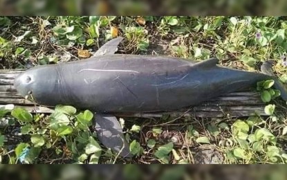 <p><strong>DEAD SEA MAMMAL. </strong>A dead Irrawaddy Dolphin was found at the beach in Barangay Bonot, Calabanga town in Camarines Sur province on Aug. 16, 2022. The Bureau of Fisheries and Aquatic Resources in Bicol (BFAR-5) said it was the first record of an Irrawaddy dolphin in Bicol.<em> (Photo from BFAR-5) </em></p>